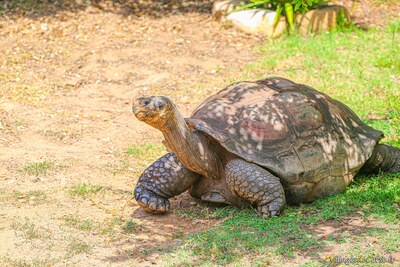 Tortue geante des galapagos parc zoologique a cupulatta vero corse