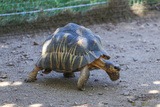 Tortue rayonee a cupulatta ajaccio corse