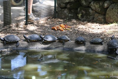 Tortues emyde chinoise a cou rouge parc zoologique a cupulatta vero corse