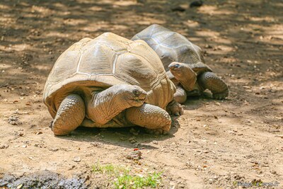 Tortues geantes des seychelles parc zoologique a cupulatta vero corse