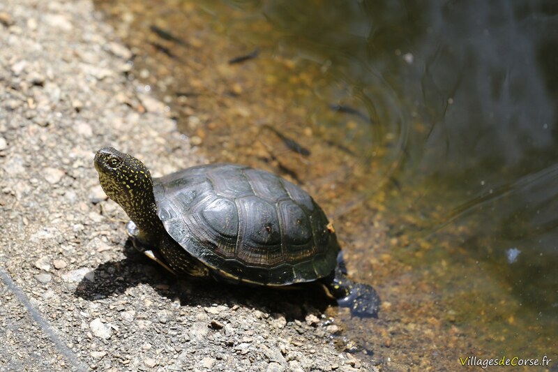 Tortues des seychelles