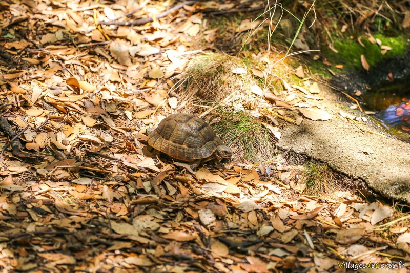 Tortues des seychelles