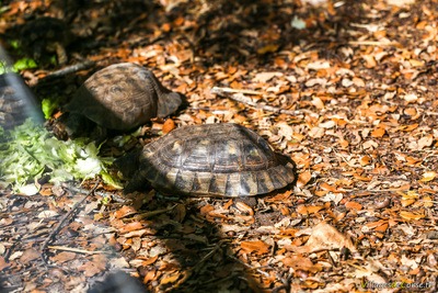 Tortue bordée marginée - Parc A Cupulatta à Ajaccio en Corse