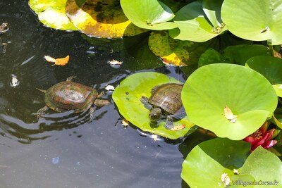 Tortue cistude d europe