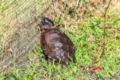 Tortue des bois a cupulatta ajaccio corse