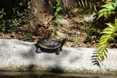 Tortue graptemyde pseudogeographique du Nord