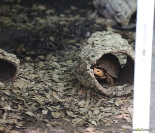 Tortue kinixys erosa cinixys rongee parc a cupulatta ajaccio corse
