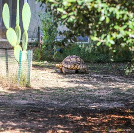 Tortue leopard a cupulatta ajaccio corse