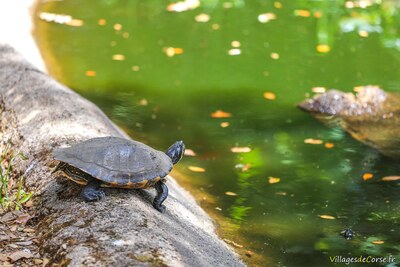 Tortue pseudemyde concinne