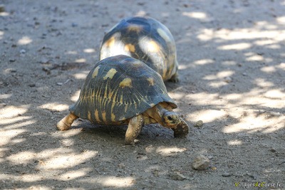 Tortue rayonee a cupulatta ajaccio corse