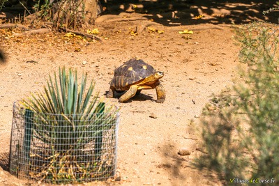Tortue rayonee a cupulatta ajaccio corse