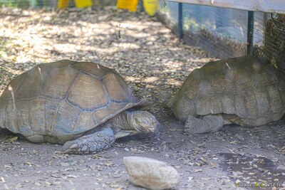 Tortue sillonnée parc