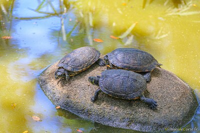 Tortue trachemyde à tempes jaunes