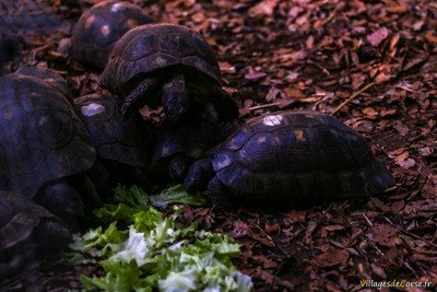 Tortues bordées marginées - A Cupulatta, parc des tortues à Ajaccio en Corse