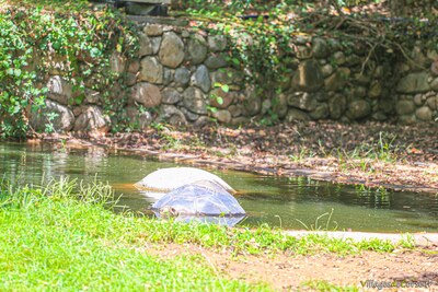 Tortues géantes des marais - Parc zoologique A Cupulatta - Corse