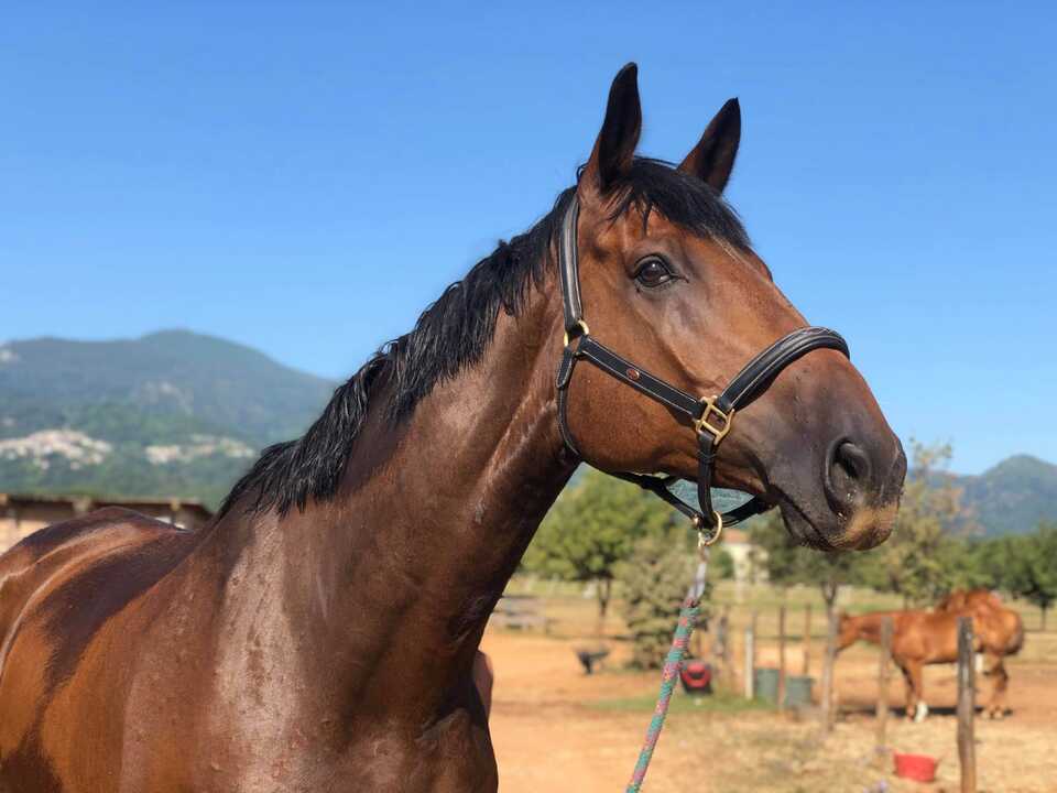 Cheval corse