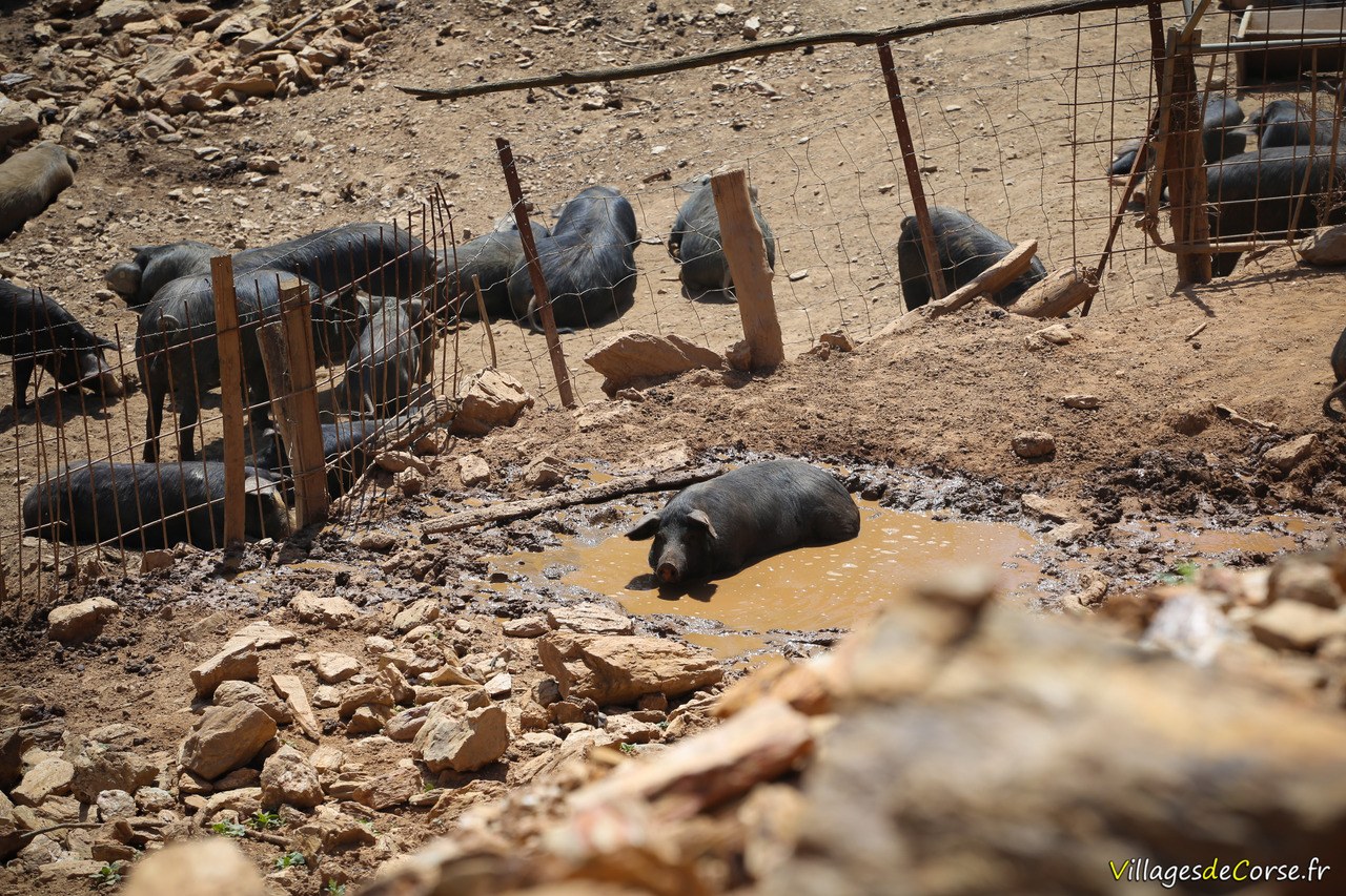 Cochon corse