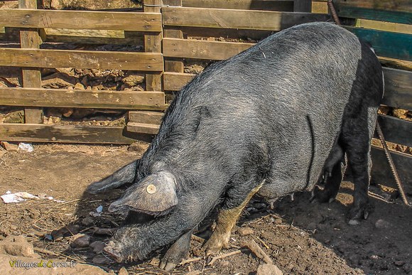 Cochon corse de race porcu nustrale