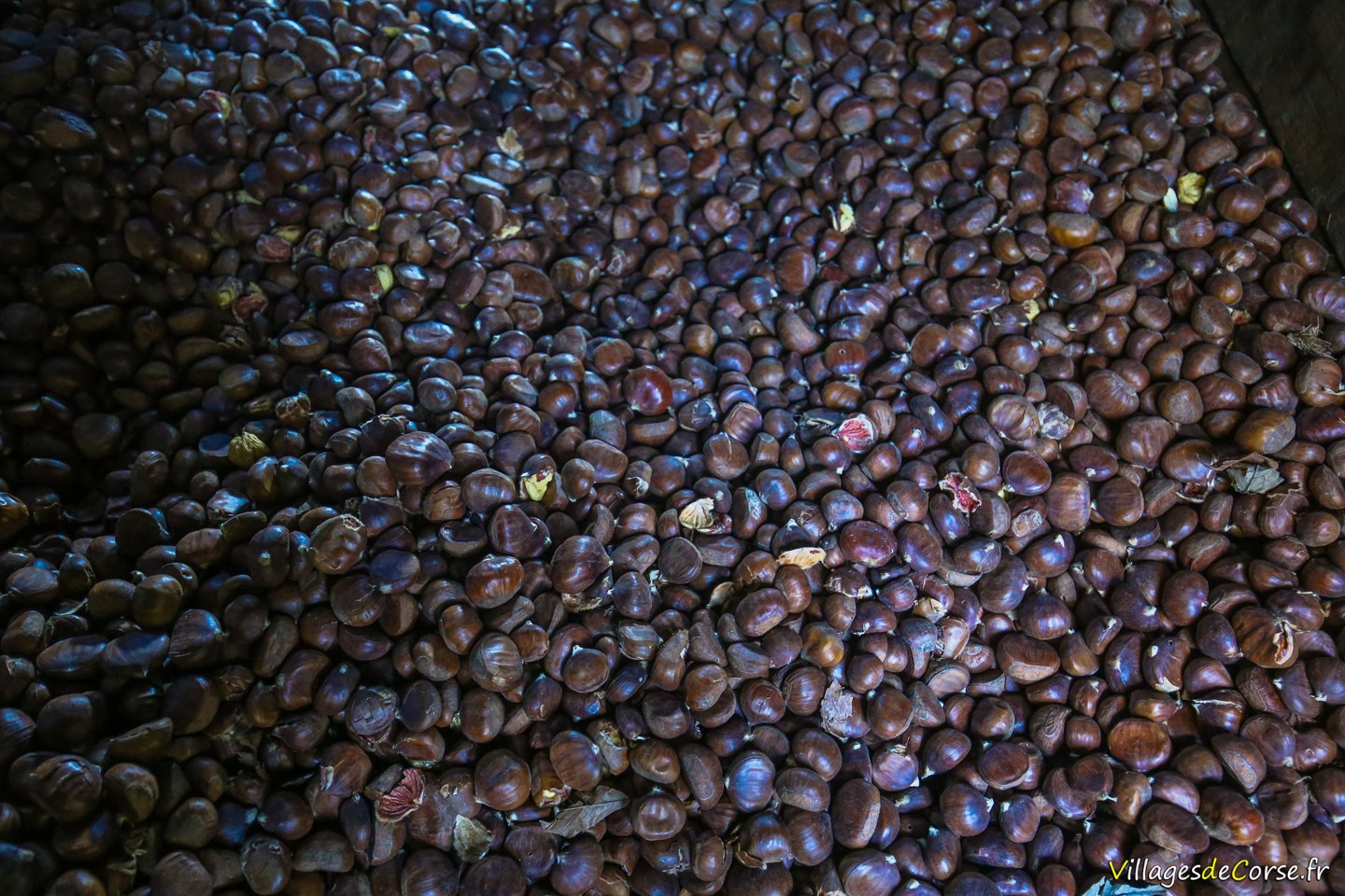 Séchoir à châtaignes corses