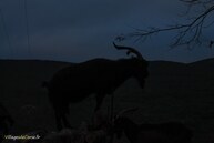 Bouc sur un tas de bois