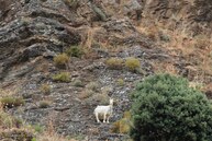 Chèvre corse sur un flanc rocheux
