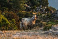 Vieux bouc