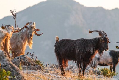 Boucs corses