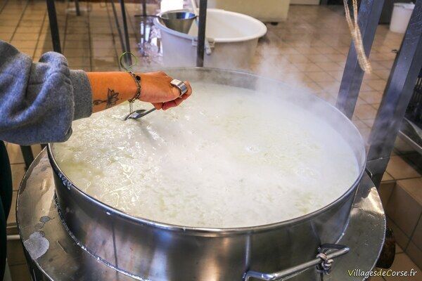 Fabrication brocciu fromagerie gaec di vallecalle vallecalle corse