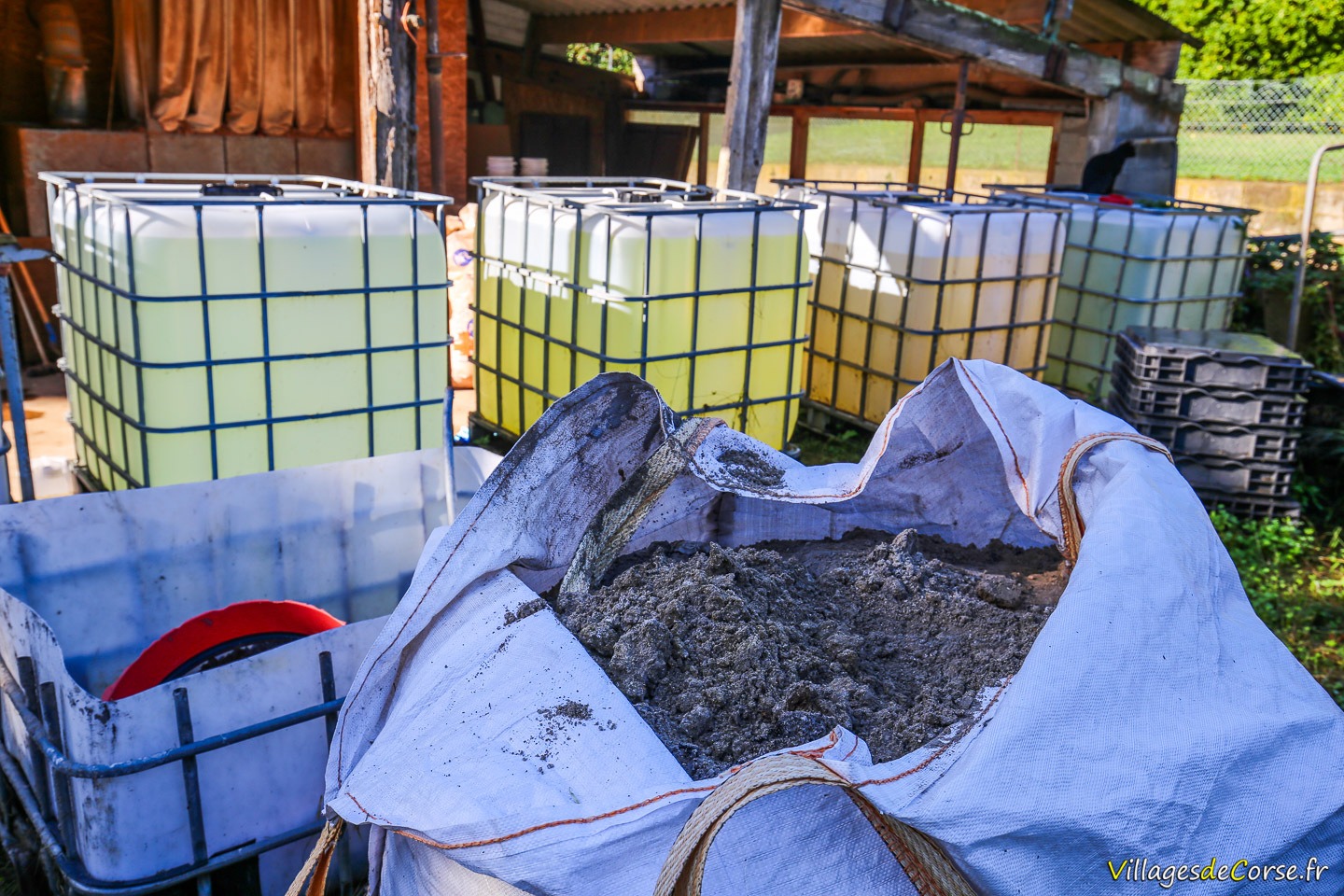 Cendre lessive corse