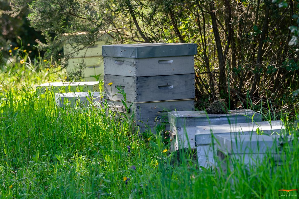 Ruches et abeilles en Corse