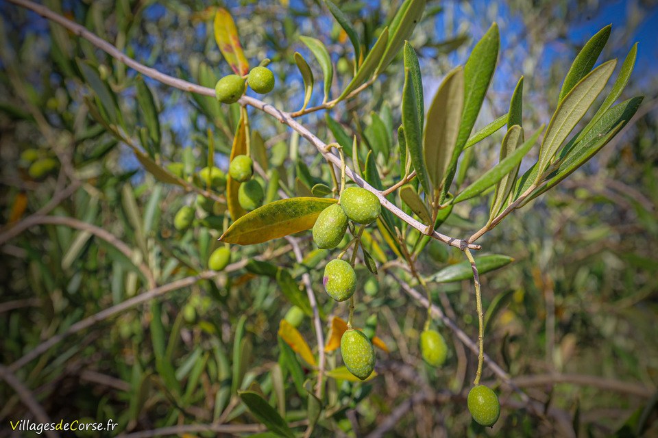Olives corses