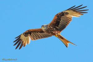 Milan Royal, Rapace Corse - U Filanciu - Vidéo