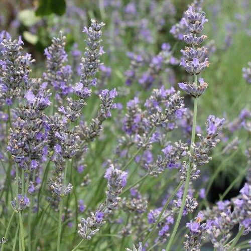 Lavande Corse