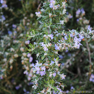 Romarin corse