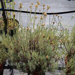 Culture immortelle de Corse