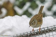 Accenteur mouchet dans la neige