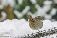 Oiseau neige