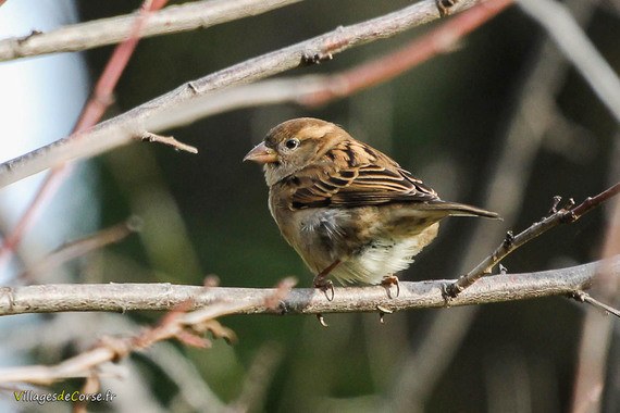 Bruant Proyer posé sur une branche en Corse