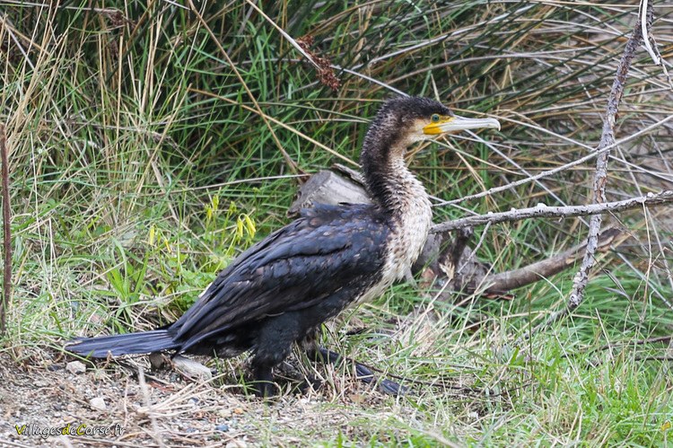 Grand cormoran poitrine blanche