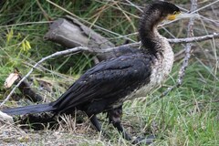 Cormoran poitrine blanche