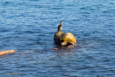 Cormoran ajaccio