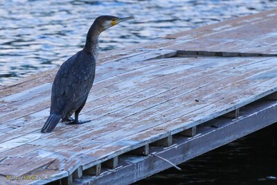 Grand cormoran