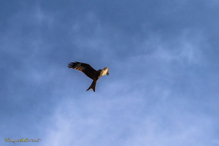 Milan Royal En Corse Rapace U Filanciu Vidéo