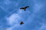 Milan Royal du bas avec un rat entre les griffes
