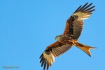 Rapace milan royal corse