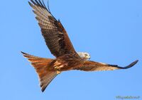 Oiseau Milan Royal