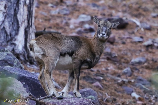 Jeune mouflon