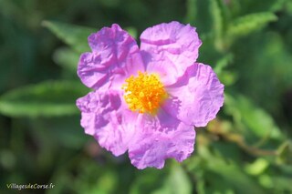 Ciste fleurs roses