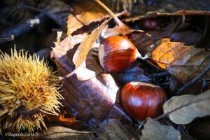 Traditioneller Kastanientrockner - Herstellung von Battaglia Kastanienmehl in Vallecalle auf Korsika