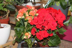 Fleuriste